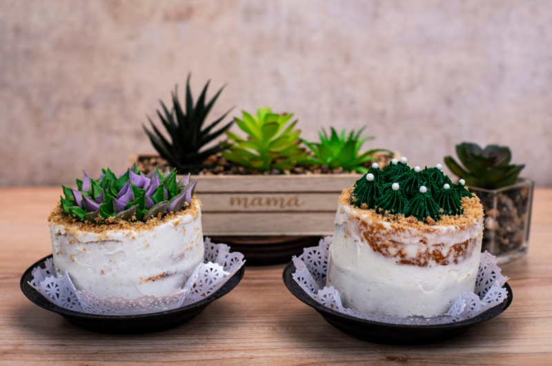 Minicake Suculenta